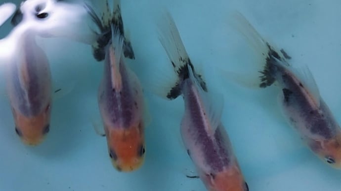 天青当歳魚~いろいろ。
