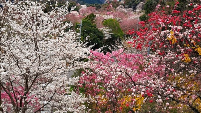 百花繚乱 厳しい寒さを耐えて春に咲く花たち
