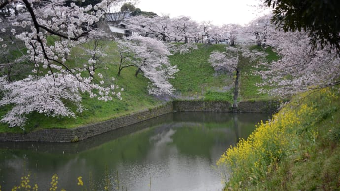 桜便り/4月2日/花冷え（千鳥ヶ淵から桜田門）