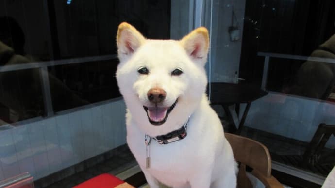 柴犬の華ちゃん(*´ー`*)