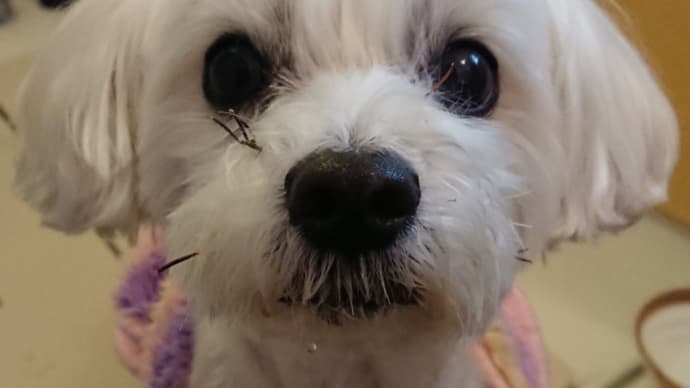 正月から物騒なままちゃん。の事。