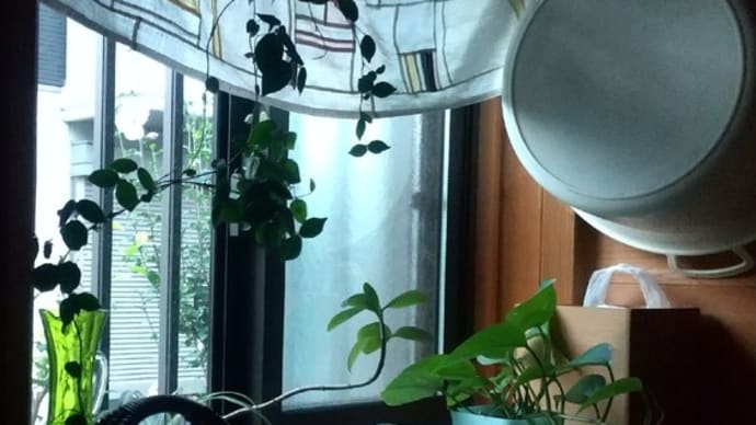 庭の草取り 「庭を褒められた」 あれから一年