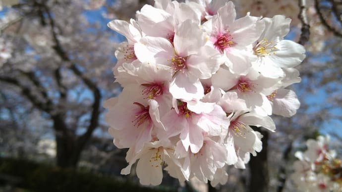 桜の花びらたちに癒やされる