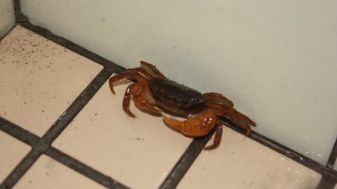 雨が続いたらお風呂場にサワガニが・・・