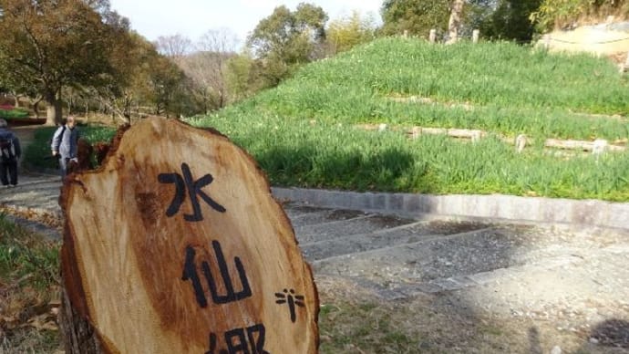 蜻蛉池公園・水仙