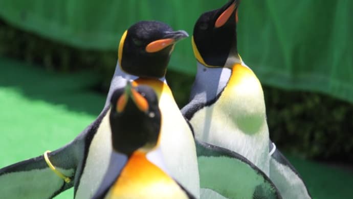 おでかけペンギン 登別マリンパークニクス