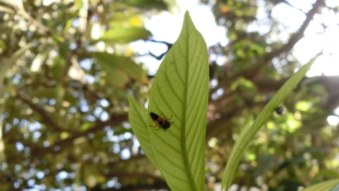 今、テントウムシの幼虫があちこちで~