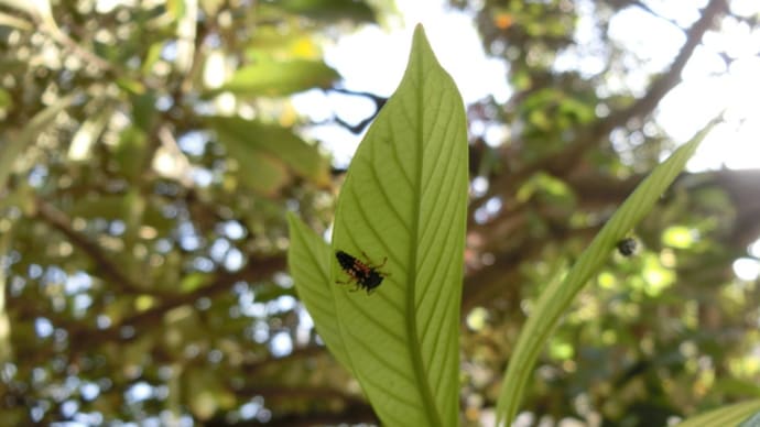 今、テントウムシの幼虫があちこちで～