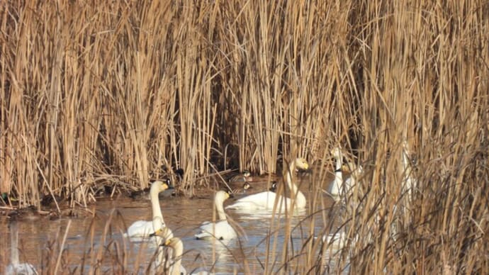 中沼から飛び立つ白鳥を観察する