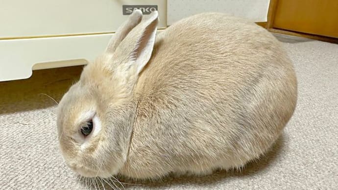 ミロも元気です。
