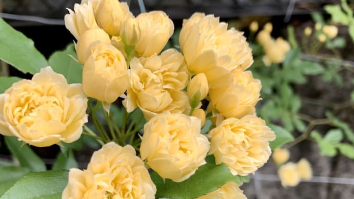 「それ慰めてる？」 と 「庭の花々」