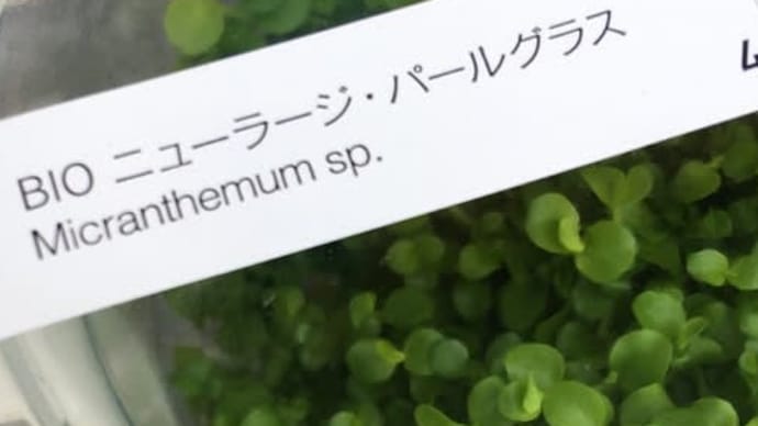 BIO水草の森入荷しています(*´▽`*)ノ