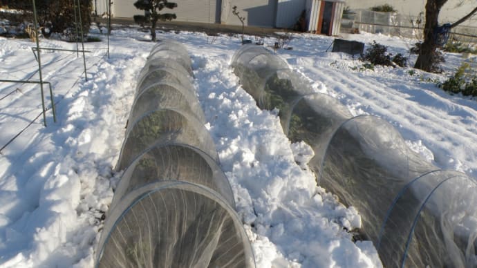 降雪後の様子