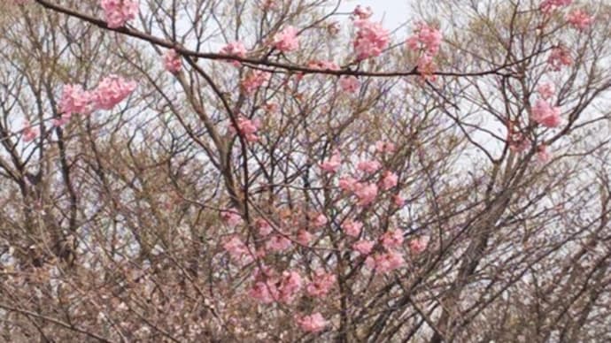 弥生二十六日。さくら散歩⑤横濱緋桜が見つめる染井吉野