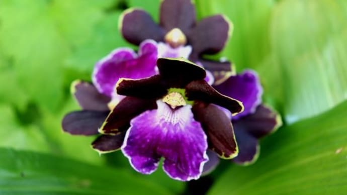 濃い紫色の　紫香蘭