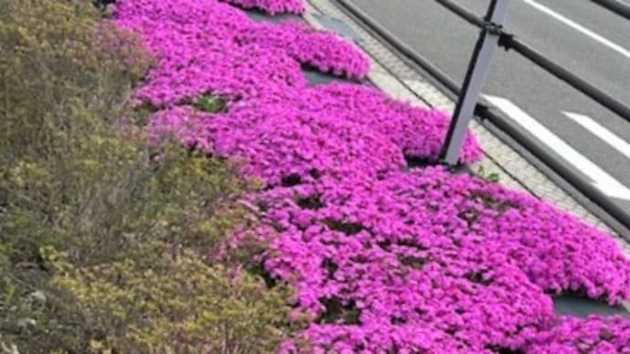 ブログの引っ越し(画像)&芝桜