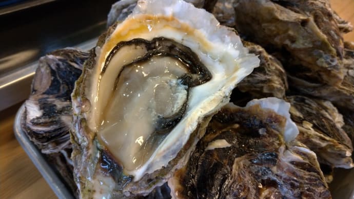 隠岐の島岩牡蠣入荷しました
