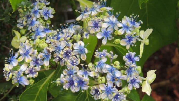 アジサイ大島緑花と真夏の花
