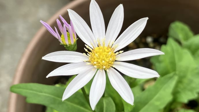 茶花の事と年齢の事