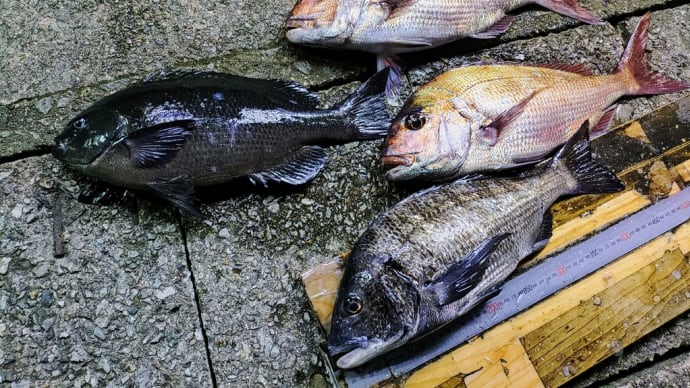 昨日のフカセ釣り