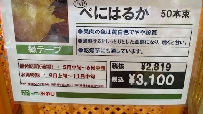 サツマイモ(紅はるか)を植え付けました(^^)/ (5月9日)