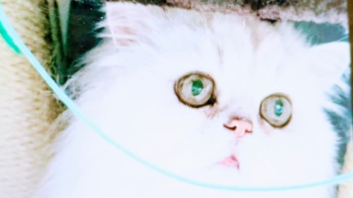 今日の3にゃん 13