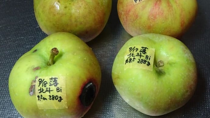 北斗の落果 2023