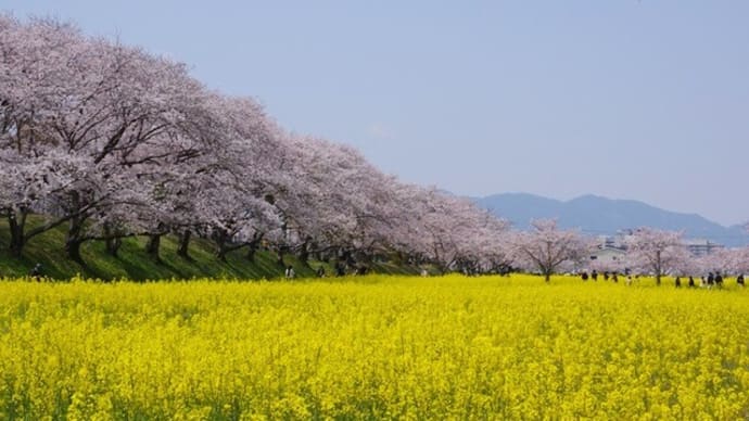 藤原宮跡は黄色に染まっていた
