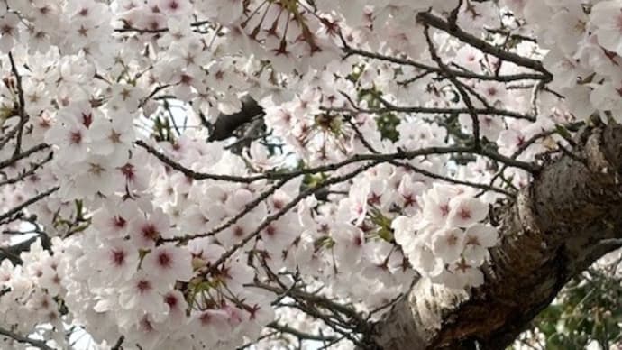 日本は桜の国*共感力のある人