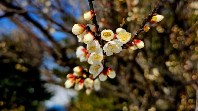 通勤途中の花　1月30日