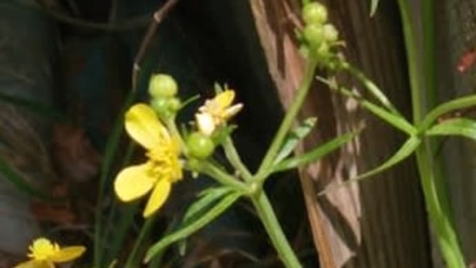 💚春の野の花 その2💚