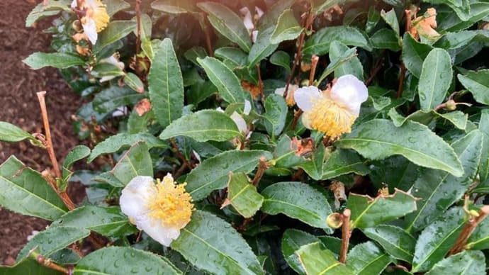 お茶の花