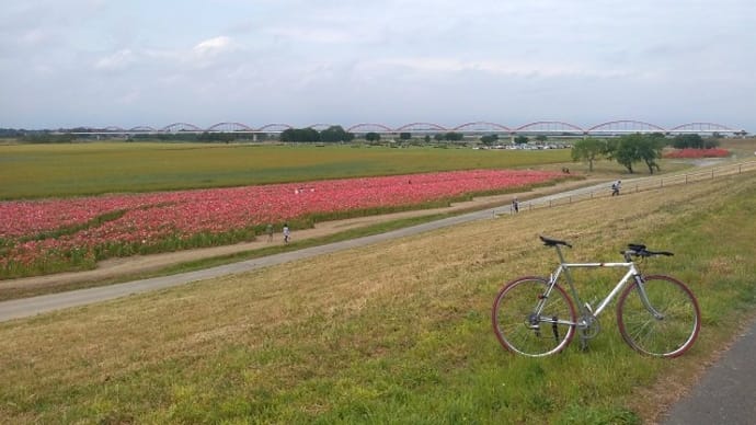 サイクリング・ポピー発見