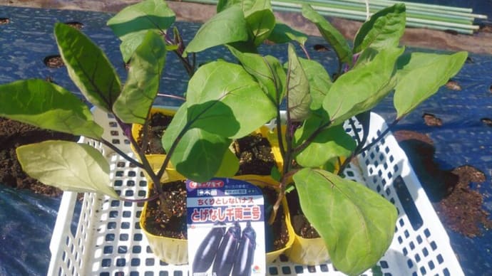 ナスの追加植え