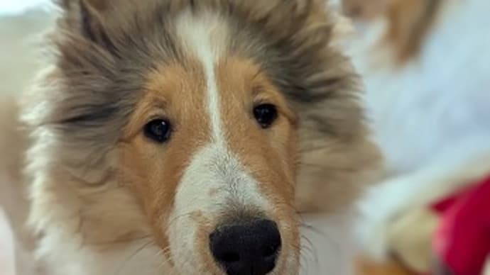 ミヨちゃんの巣立ち