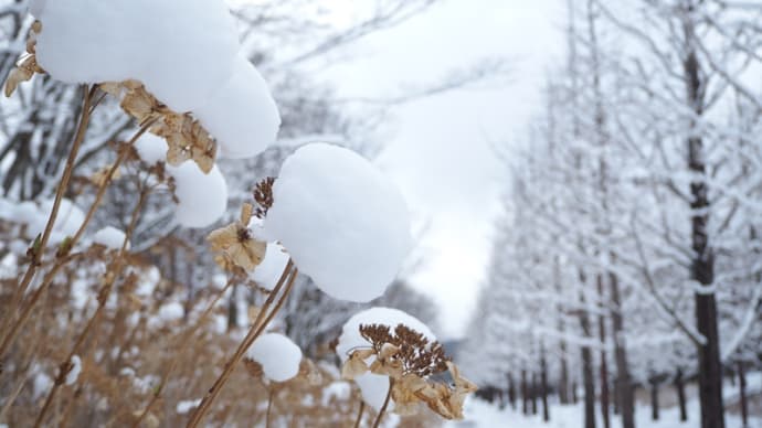 雪の荒川周辺を散歩(2022.2.23)#1 四季の里、水林自然林、そして荒川の対岸にあるあづま総合運動公園へ