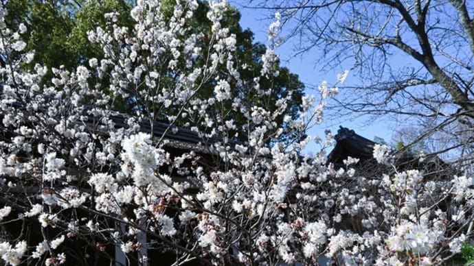 早咲き桜の咲くころ ~京都・平野神社