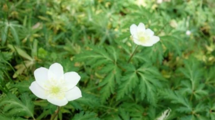 ふれあいの丘の野草 2022/4