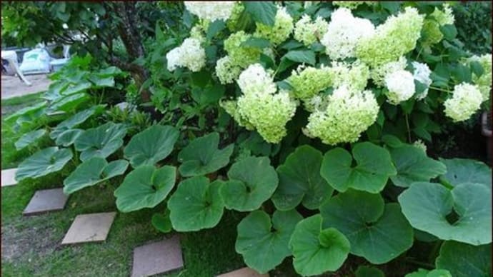 おすすめのユリ★庭は楽しいことをする所★観葉植物の植え替え