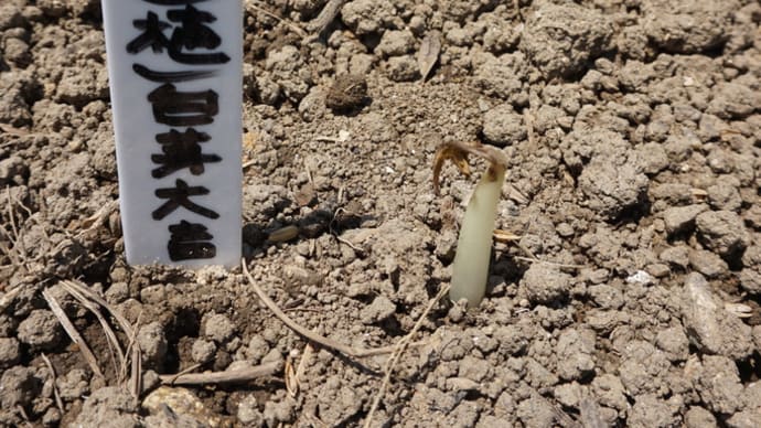 サトイモ(白芽大吉)逆さ植え、発芽しました~