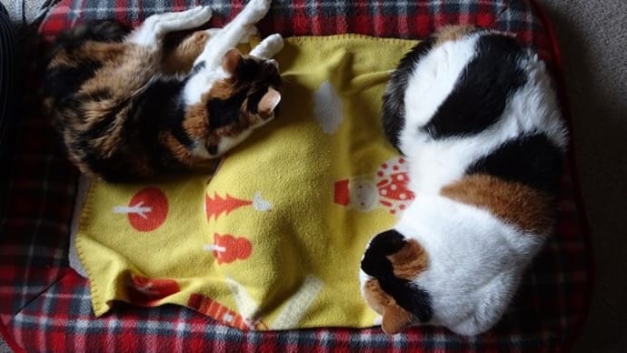 ムキッ