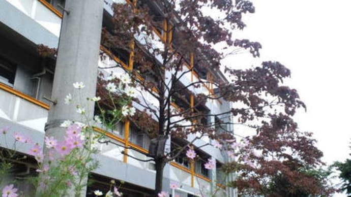 秋桜と花水木