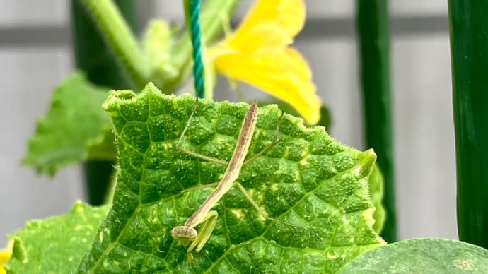 キュウリにお引っ越し?