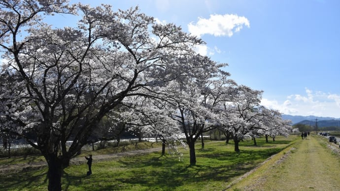ソメイヨシノ狩り 岩手県立御所湖広域公園 雫石川園地の桜並木(1)岩手山も見えて見頃の桜並木