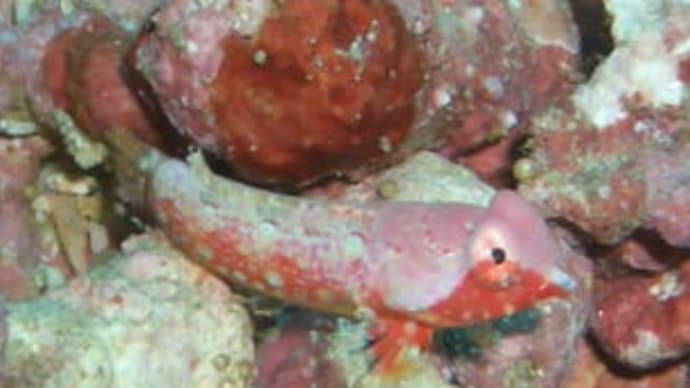 幼魚特集