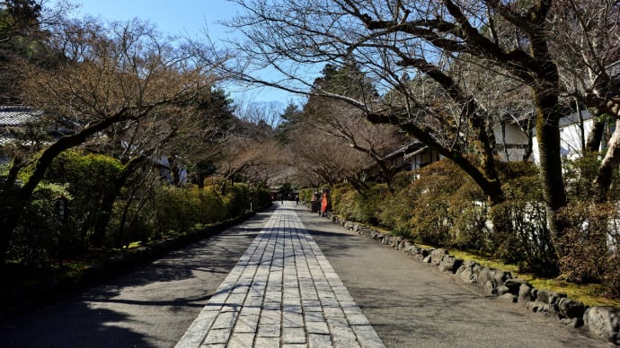 石山寺の梅 1