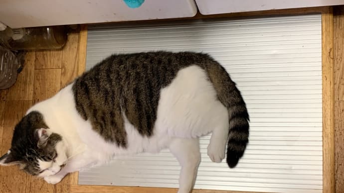 暑すぎて