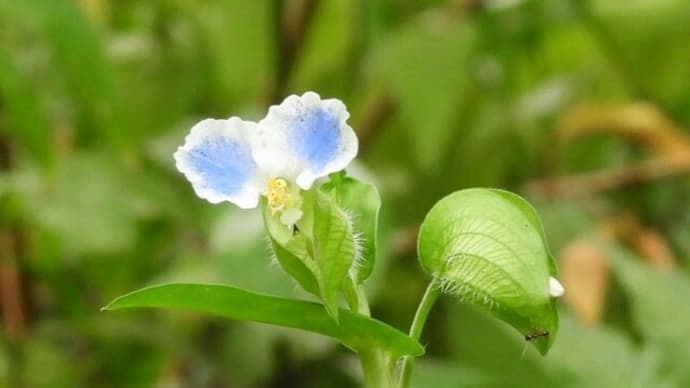 縁の白いつゆ草