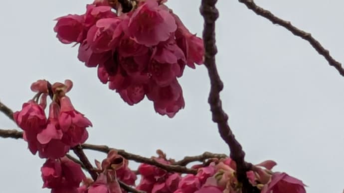 春の花たち