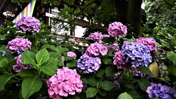 紫陽花と桔梗の咲くころ　～東山・智積院